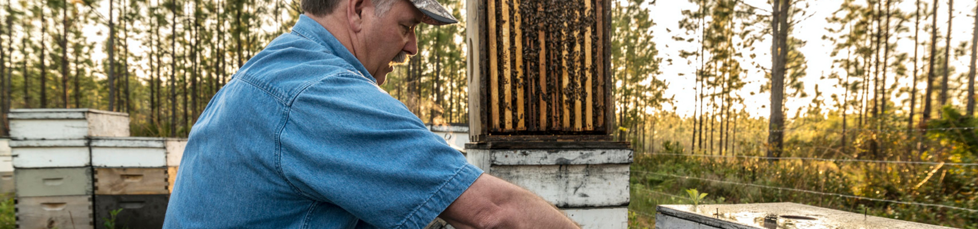 Beekeeper handling apiaries